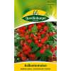 Tomate, Balkontomate Balkonzauber - Lycopersicon esculentum - Tomatensamen