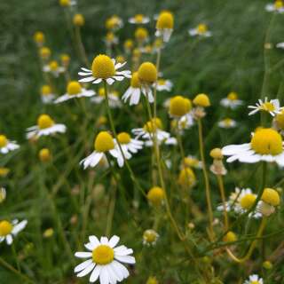 Echte Kamille Bodegold -  Matricaria recutita, Matricarcia chamomilla  - Samen