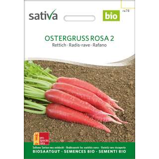 Rettich Ostergruss 2 - Raphanus sativus  - BIOSAMEN