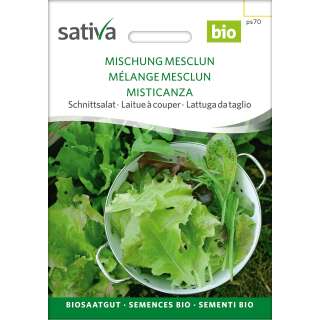 Pflücksalat Mischung Mesclun - Lactuca sativa -...