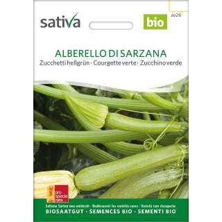 Zucchetti, Zucchini, Alberello di Sarzana - Cucurbita pepo - BIOSAMEN