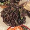 Topf Pflücksalat Lollo Rossa - Lactuca sativa - Samen