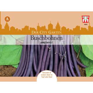 Topf Buschbohne Amethyst - Phaseolus vulgaris - Samen