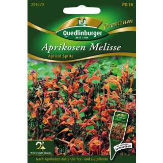 Agastache, Aprikosen Melisse Apricot Sprite - Agastache aurantica - Samen