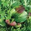 Topf Pflücksalat Baby Leaf - Niche Oriental Mischung - Samen