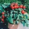 Topf Tomate Balconi Red - Lycopersicon esculentum - Tomatensamen