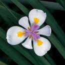 Iris, Grosse Wildiris - Dietes grandiflora - Samen