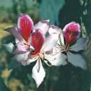 Orchideenbaum - Bauhinia variegata - Samen