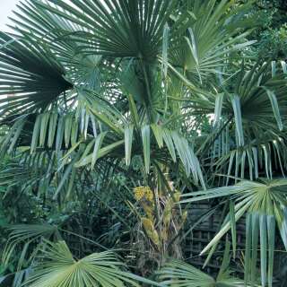 Hanfpalme Windmill Palm - Trachycarpus Fortunei - Samen