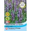 Duftnessel Astello Indigo Agastache hybrida - Samen