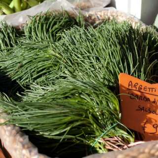 Agretti Roscano Barba Di Frate  - Salsola soda - Samen