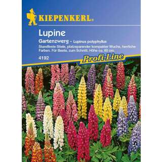Lupine Gartenzwerg PROFILINE - Lupinus polyphyllus - Samen