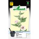 Eibisch - Althaea officinalis - Samen