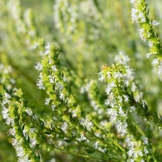 Ysop, weissblühend - Hyssopus officinalis Albus - Samen