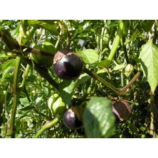 Tomatillo Violette Andenbeere, Bergaubergine - Physalis exocarpa  - Demeter biologische Samen