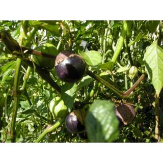 Tomatillo Violette Andenbeere, Bergaubergine - Physalis...