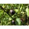 Tomatillo Violette Andenbeere, Bergaubergine - Physalis exocarpa  - Demeter biologische Samen