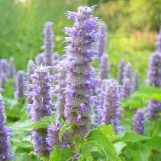 Indianerminze, Duftnessel - Agastache foeniculum -...