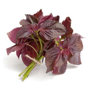 Shiso, roter - Perilla frutescens - Samen