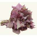 Shiso, roter - Perilla frutescens - Samen