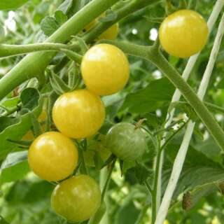 Tomate, Wildtomate Weiss-Gelbe - Lycopersicon esculentum...