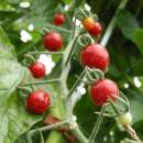 Tomate, Wildtomate Rote - Lycopersicon esculentum  - Demeter biologische Samen