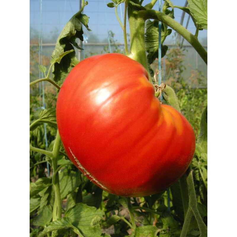 Tomate Super Steak - Lycopersicon esculentum  - Demeter biologische Samen