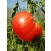 Tomate Super Steak - Lycopersicon esculentum  - Demeter biologische Samen