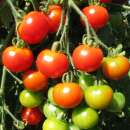 Tomate Deutsche Riesentraube - Lycopersicon esculentum  -...