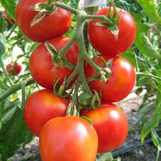 Tomate Königin der Frühen - Lycopersicon...