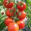 Tomate Königin der Frühen - Lycopersicon esculentum  - Demeter biologische Samen