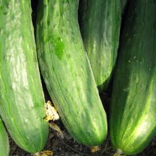 Gurke Schlangengurke - Cucumis sativus  - Demeter biologische Samen