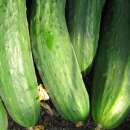 Gurke Schlangengurke - Cucumis sativus  - Demeter...