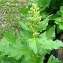 Wilder Spinat Guter Heinrich - Chenopodium bonus-henricus  - Demeter biologische Samen