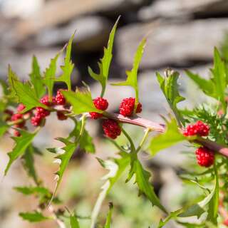 Erdbeerspinat - Chenopodium virgatum  - Demeter biologische Samen