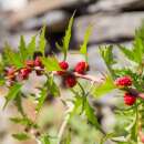 Erdbeerspinat - Chenopodium virgatum  - Demeter biologische Samen