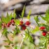 Erdbeerspinat, Ähriger - Chenopodium capitatum  - Demeter biologische Samen