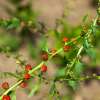 Erdbeerspinat - Chenopodium virgatum  - Demeter biologische Samen