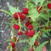 Erdbeerspinat - Chenopodium virgatum  - Demeter biologische Samen