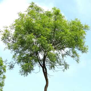 Neembaum, Niem-Baum - Azadirachta indica - Samen