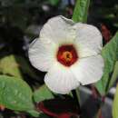 Tee-Hibiskus - Hibiscus sabdariffa - Samen