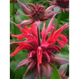 Goldmelisse, echte - Monarda didyma - Demeter biologische Samen