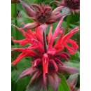 Goldmelisse, echte - Monarda didyma - Demeter biologische...