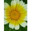 Speise-Chrysantheme gelb, weiss - Chrysanthemum coronarium  - Demeter biologische Samen