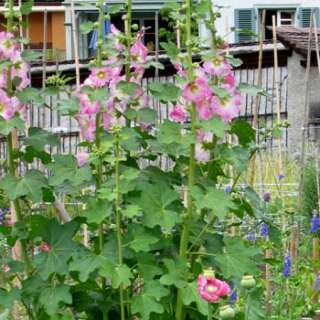 Malve, Stockrose Rosa und weiss - Alcea rosea  - Demeter...