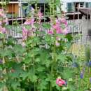 Malve, Stockrose Rosa und weiss - Alcea rosea  - Demeter biologische Samen