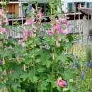 Malve, Stockrose Rosa und weiss - Alcea rosea  - Demeter...