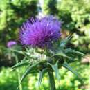 Mariendistel silbrig - Silybum marianum - Demeter biologische Samen