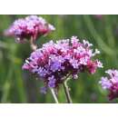 Eisenkraut, Verbena violett - Verbena bonariensis - Demeter biologische Samen