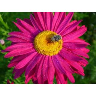 Persische Insektenblume, Mischung - Chrysanthemum coccineum  - Demeter biologische Samen